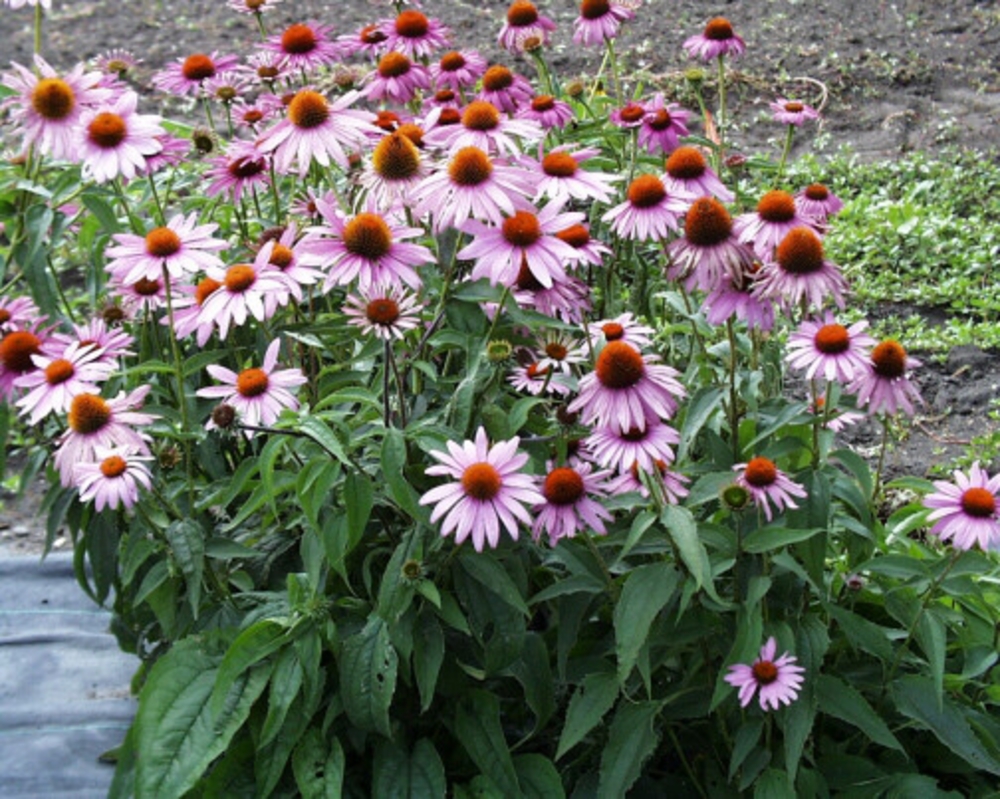 Эхинацея пурпурная (Echinacea purpurea)