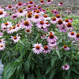 Эхинацея пурпурная (Echinacea purpurea)