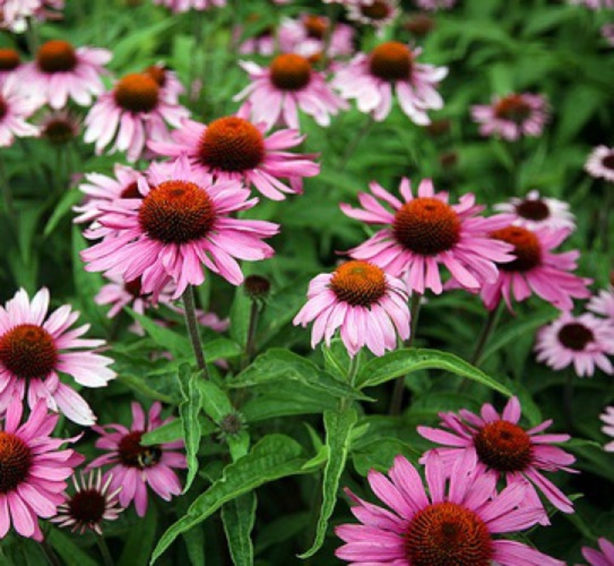 Эхинацея пурпурная Магнус (Echinacea purpurea 'Magnus')