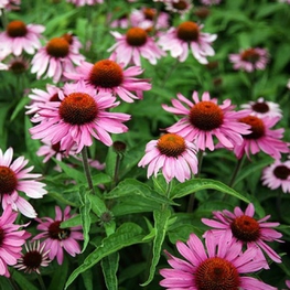 Эхинацея пурпурная Магнус (Echinacea purpurea 'Magnus')