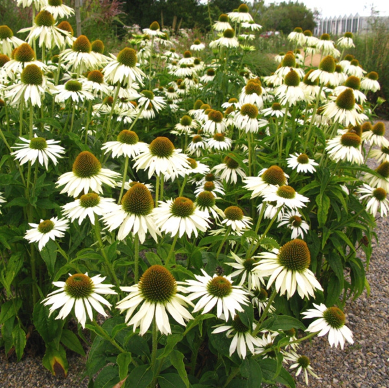 Эхинацея пурпурная Уайт Свон (Echinacea purpurea 'White Swan')