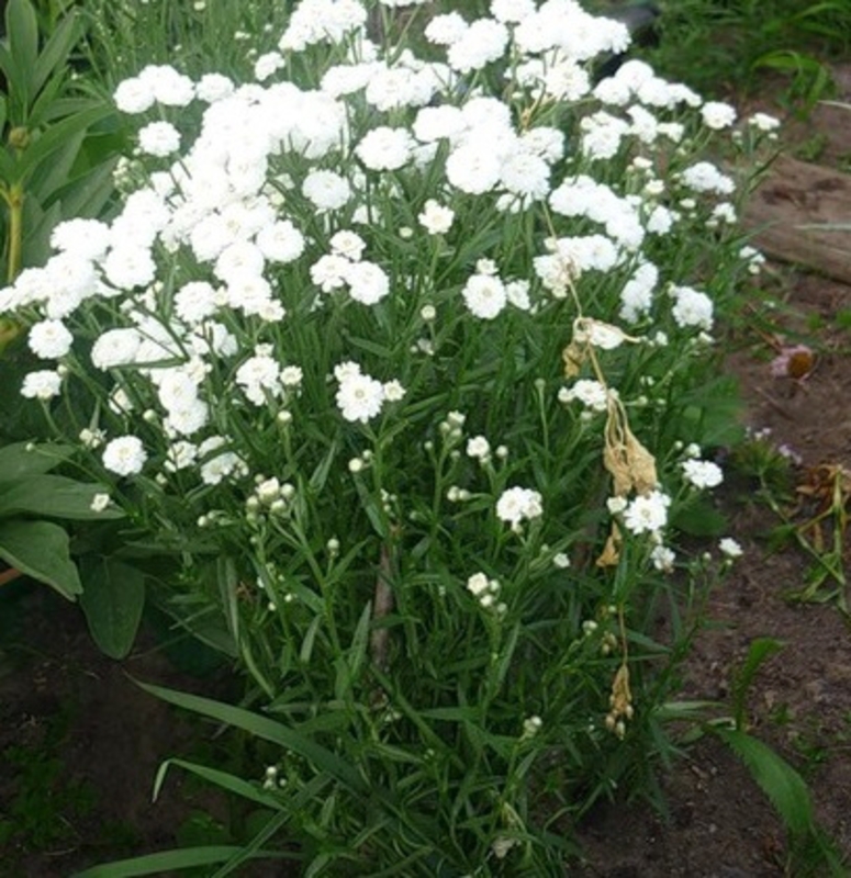 Тысячелистник Птармика (Achillea ptarmica)