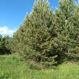 Сосна обыкновенная "Pinus sylvestris"