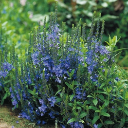 Вероника австрийская (Veronica austriaca)