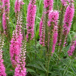 Вероника длиннолистная Роял Пинк (Veronica longifolia 'Royal Pink')