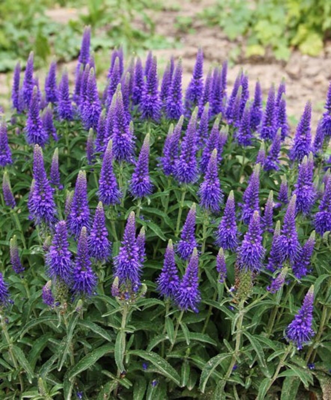 Вероника колосковая (Veronica spicata)