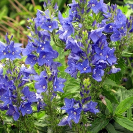 Вероника широколистная Роял Блю (Veronica teucrium 'Royal Blue')
