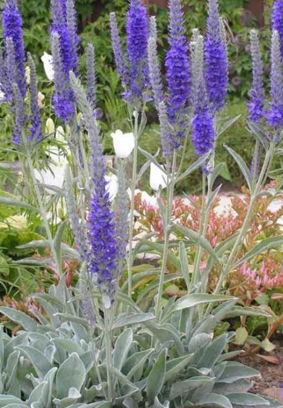 Вероника седая (Veronica incana)