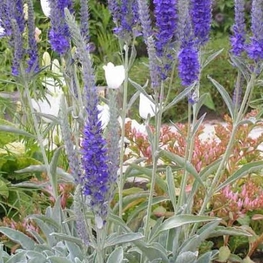 Вероника седая (Veronica incana)