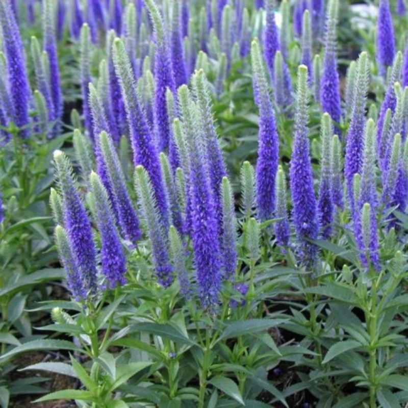 Вероника колосковая Блю Букет (Veronica spicata 'Blue Bouquet')