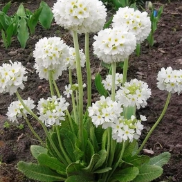 Примула мелкозубчатая Альба (Primula denticulata 'Alba')