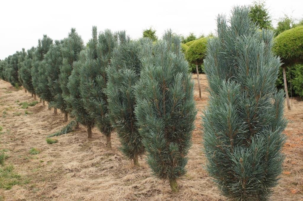 Сосна обыкновенная Фастигиата (Pinus sylvestris 'Fastigiata')