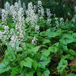Тиарелла сердцелистная (Tiarella cordifolia)
