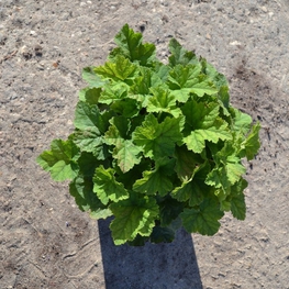 Тиарелла сердцелистная (Tiarella cordifolia)