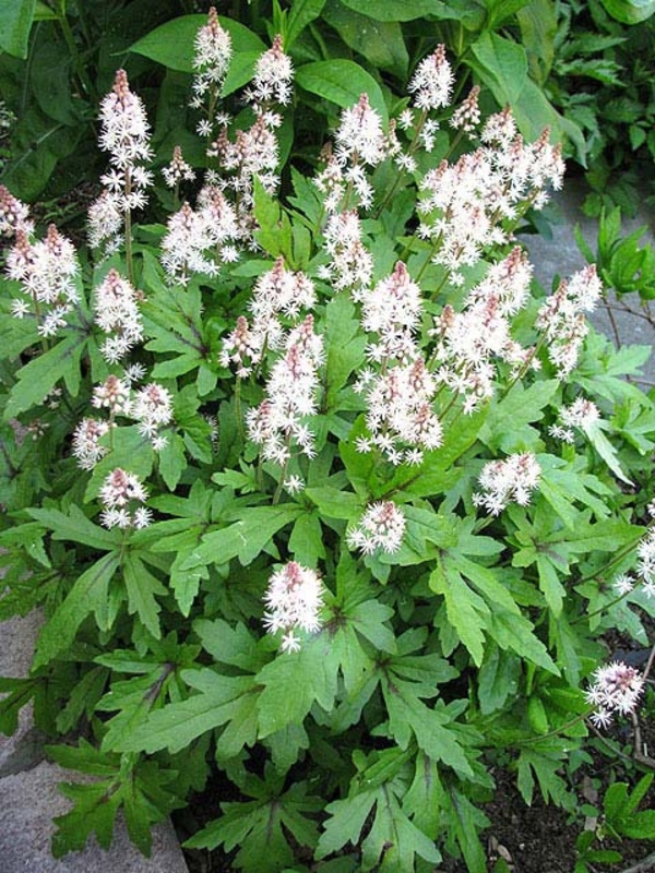 Тиарелла сердцелистная Старберст (Tiarella cordifolia 'Starburst')