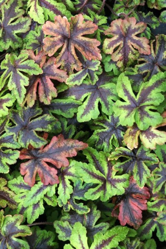 Тиарелла сердцелистная Джиперс Криперс (Tiarella cordifolia 'Jeepers Creepers')