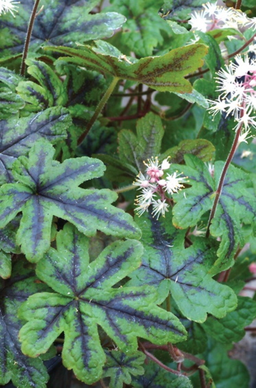 Тиарелла сердцелистная Хэппи Трэйлс (Tiarella cordifolia 'Happy Trails')