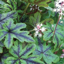Тиарелла сердцелистная Хэппи Трэйлс (Tiarella cordifolia 'Happy Trails')