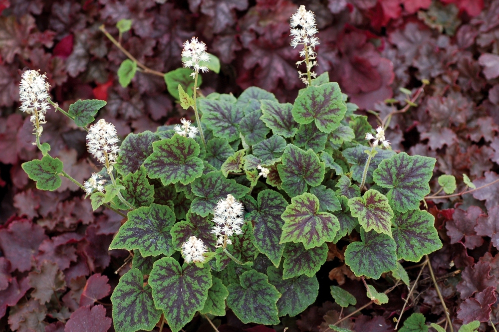 Тиарелла сердцелистная Аппалачиан Трэйл (Tiarella cordifolia 'Appalachian Trail')
