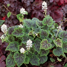 Тиарелла сердцелистная Аппалачиан Трэйл (Tiarella cordifolia 'Appalachian Trail')