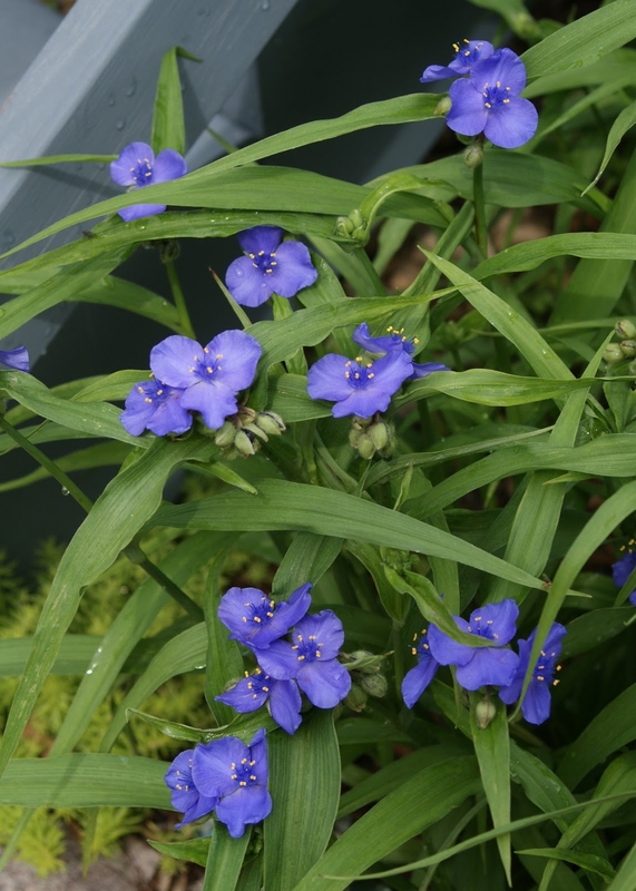 Традесканция Андерсона Блю Стоун (Tradescantia x andersoniana 'Blue Stone')