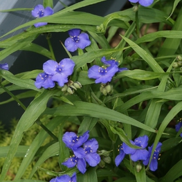 Традесканция Андерсона Блю Стоун (Tradescantia x andersoniana 'Blue Stone')