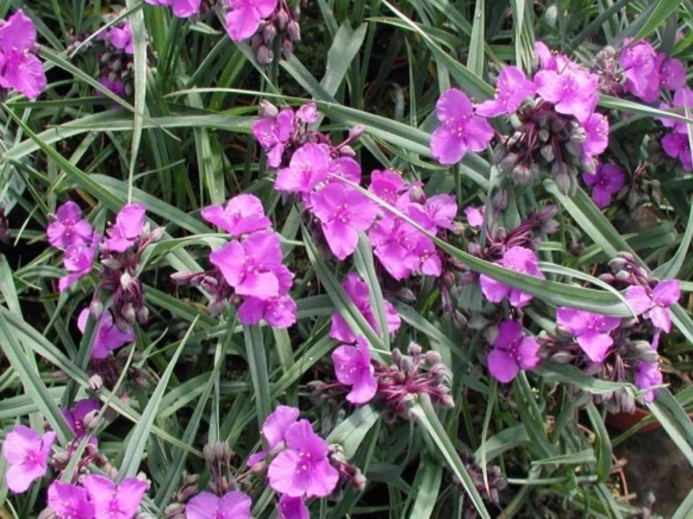 Традесканция Андерсона Конкорд Грейп (Tradescantia x andersoniana 'Concord Grape')