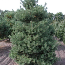 Сосна обыкновенная Норске Тип (Pinus sylvestris 'Norske Typ')