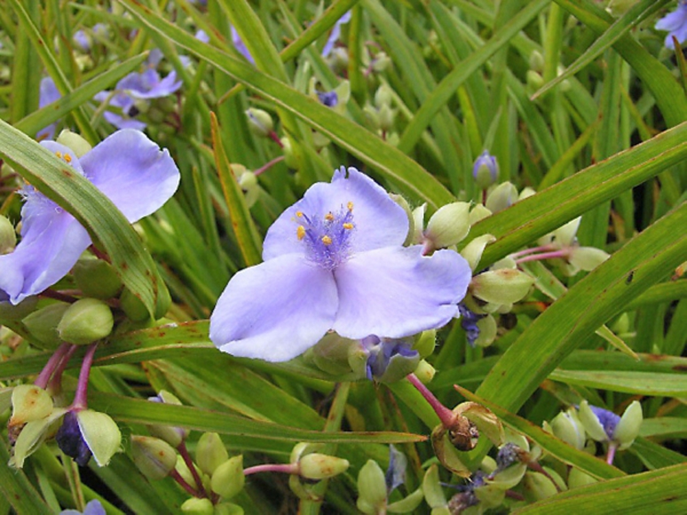 Традесканция Андерсона Перпл Дом (Tradescantia x andersoniana 'Purple Dome')