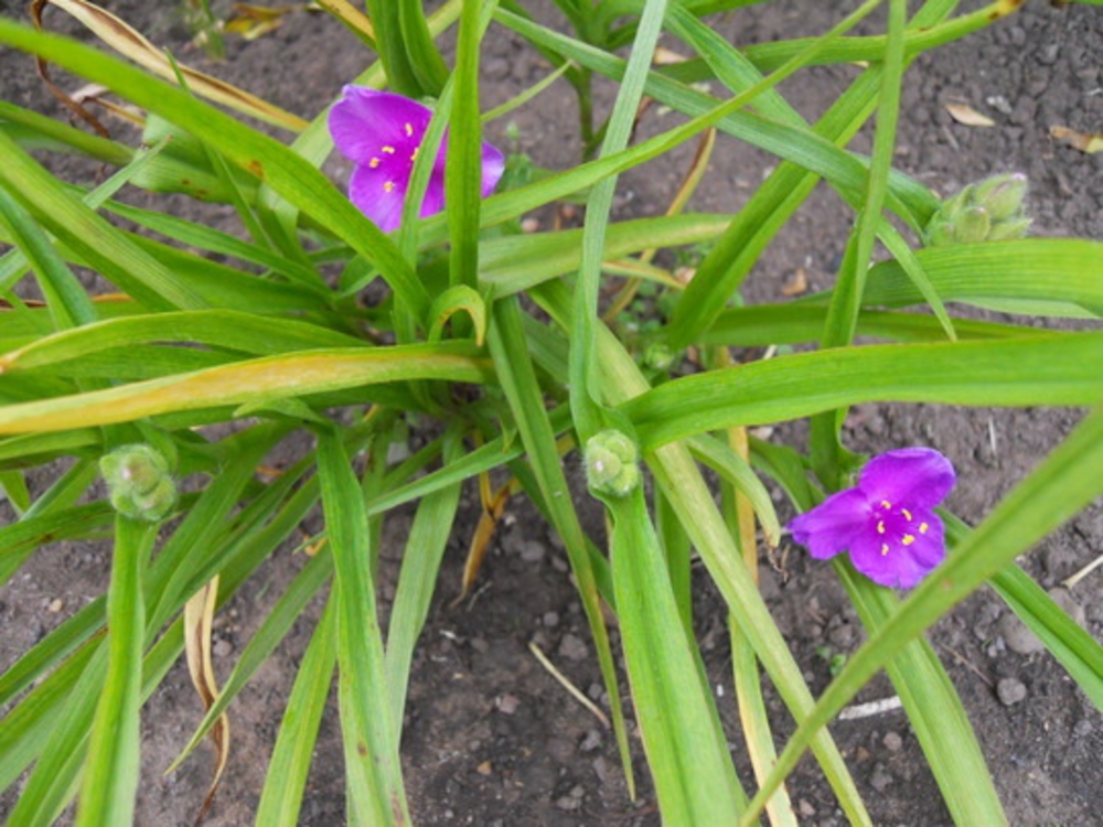 Традесканция Андерсона Велор (Tradescantia x andersoniana 'Valour')
