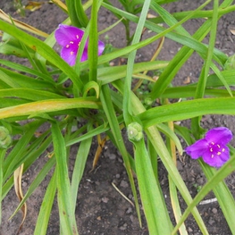 Традесканция Андерсона Велор (Tradescantia x andersoniana 'Valour')
