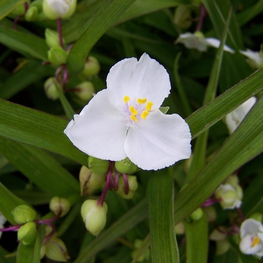 Традесканция Андерсона Инносенс (Tradescantia x andersoniana 'Innocence')