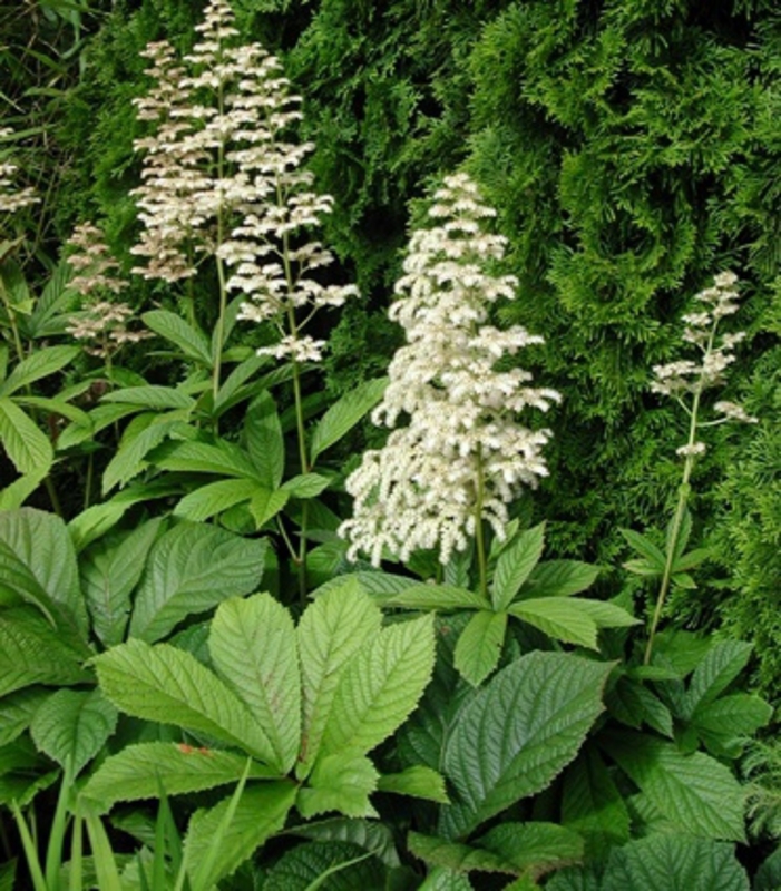 Роджерсия конскокаштанолистная (Rodgersia aesculifolia)