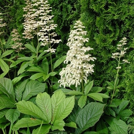 Роджерсия конскокаштанолистная (Rodgersia aesculifolia)