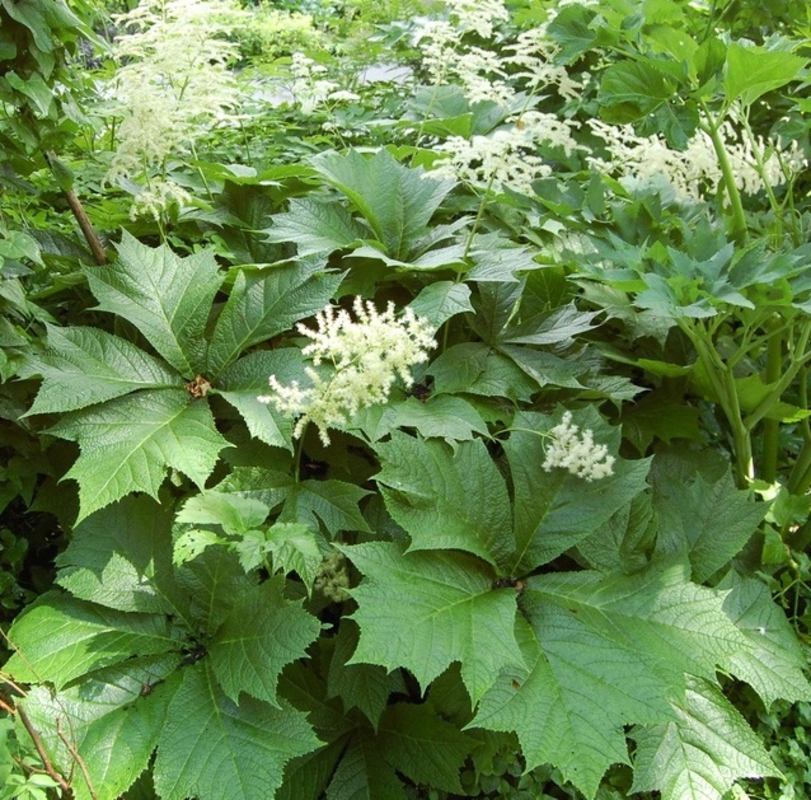 Роджерсия стополистная (Rodgersia podophylla)