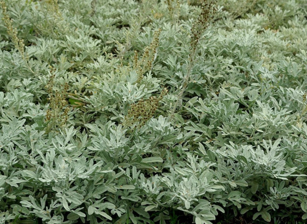 Полынь Стеллера (Artemisia stelleriana)