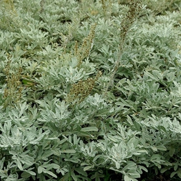 Полынь Стеллера (Artemisia stelleriana)