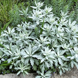 Полынь Людовика (Artemisia ludoviciana)