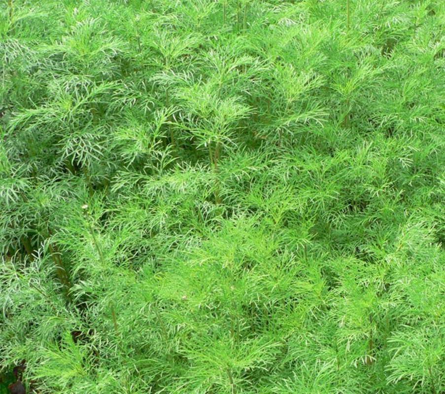 Полынь древовидная (Artemisia abrotanum)