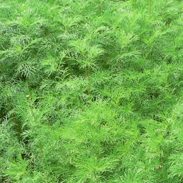 Полынь древовидная (Artemisia abrotanum)