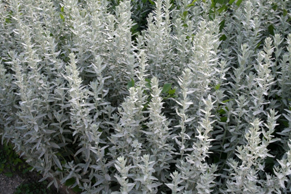 Полынь Пурша (Artemisia purshiana)