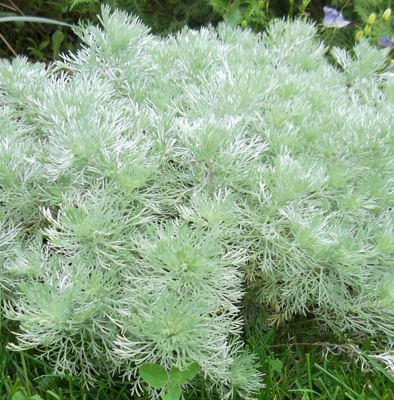 Полынь Шмидта (Artemisia schmidtiana)