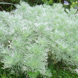 Полынь Шмидта (Artemisia schmidtiana)