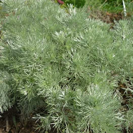 Полынь Шмидта Нана (Artemisia schmidtiana 'Nana')