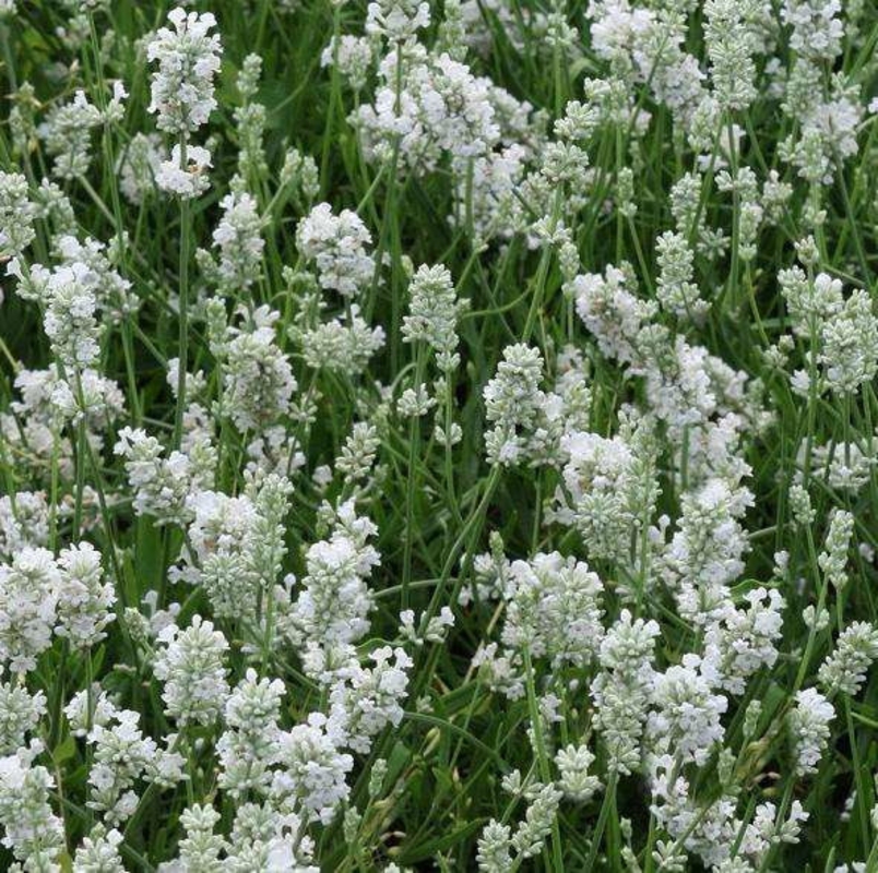 Лаванда узколистная Альба (Lavandula angustifolia 'Alba')