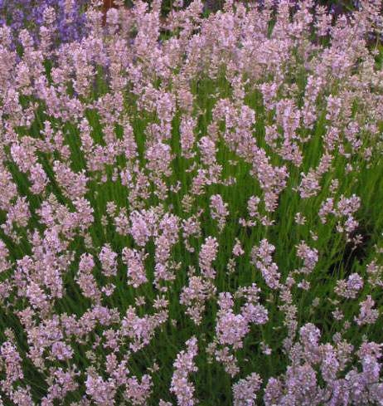 Лаванда узколистная Розеа (Lavandula angustifolia 'Rosea')