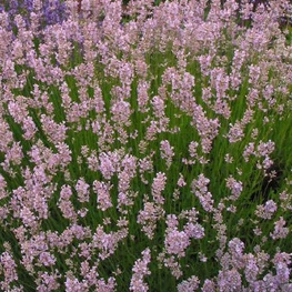 Лаванда узколистная Розеа (Lavandula angustifolia 'Rosea')