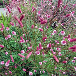 Кровохлебка лекарственная Пинк Танна (Sanguisorba officinalis 'Pink Tanna')