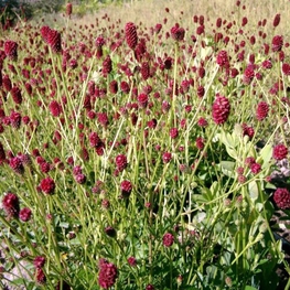 Кровохлебка лекарственная Ред Тандер (Sanguisorba officinalis 'Red Thunder')
