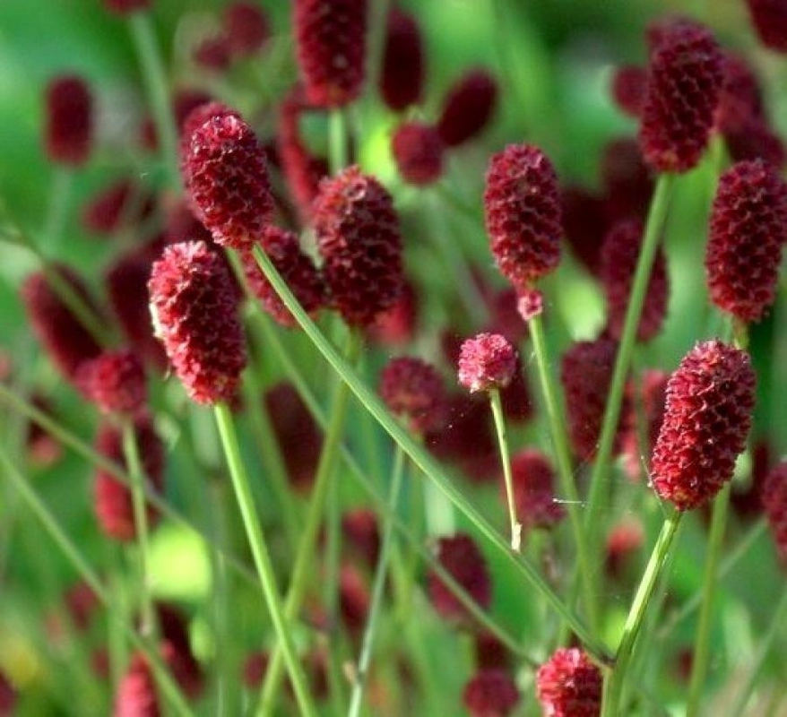 Кровохлебка лекарственная Танна (Sanguisorba officinalis 'Tanna')